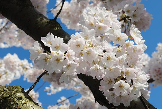 Blossoms