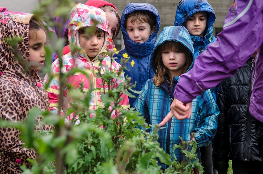 Grade 1 and 2 students at Forest Grove Elementary brave the rain Monday to learn about planting seeds in their school garden.