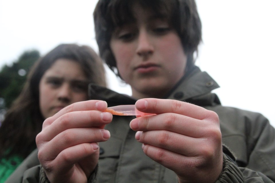 Bowen Island Community School (BICS) student Matt, inspects surf smelt eggs.