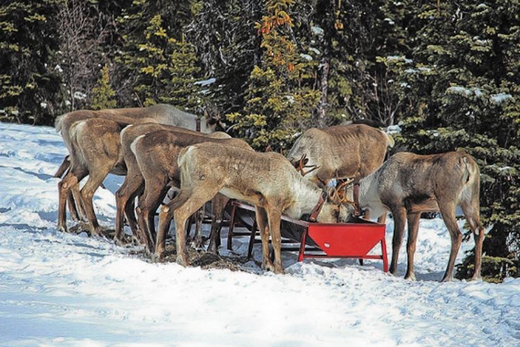 caribou.17.jpg