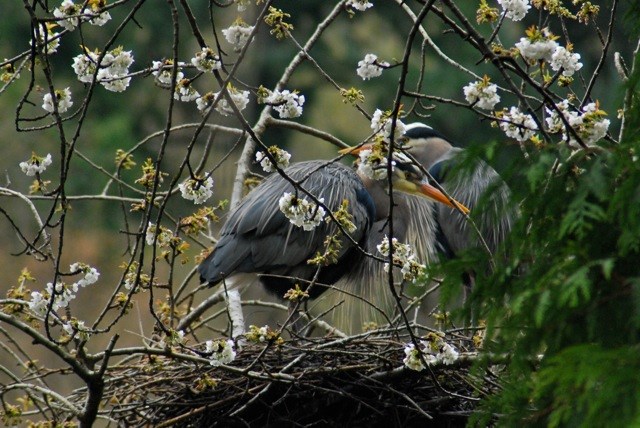 herons