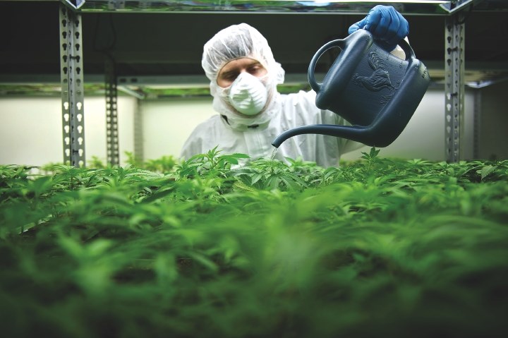 An employee at Tilray's Nanaimo facility waters early plants. Plans are afoot for a new facility and additional 275 jobs.