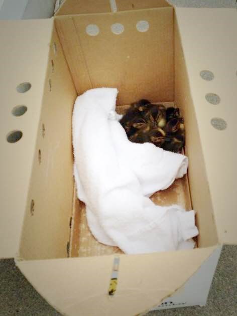 Ducklings in a box.