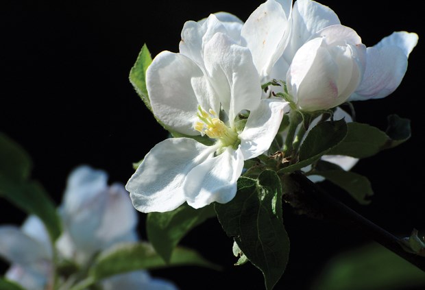 Report sheds light on local ecosystems
