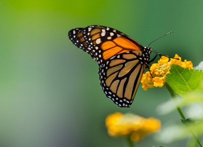 Monarch
