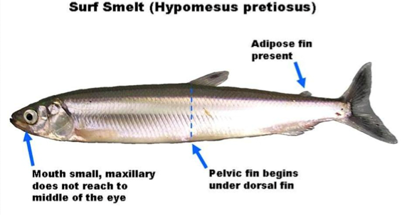 Surf Smelt were fished commercially in BC until 2013. No government surveys have documented their spawning grounds.
