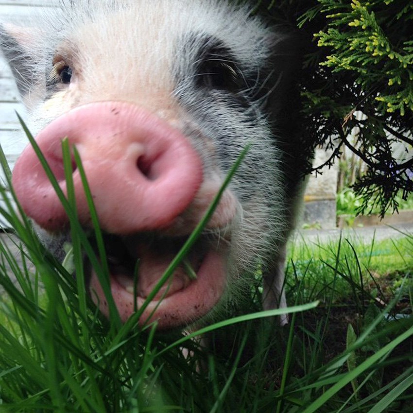 pig
