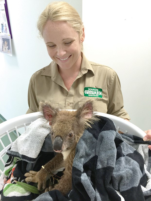 Koala