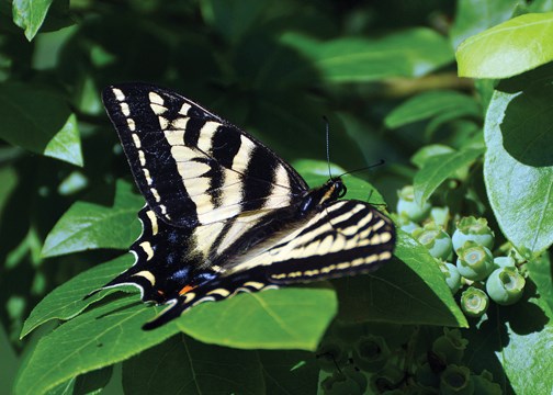 Swallowtail butterfly