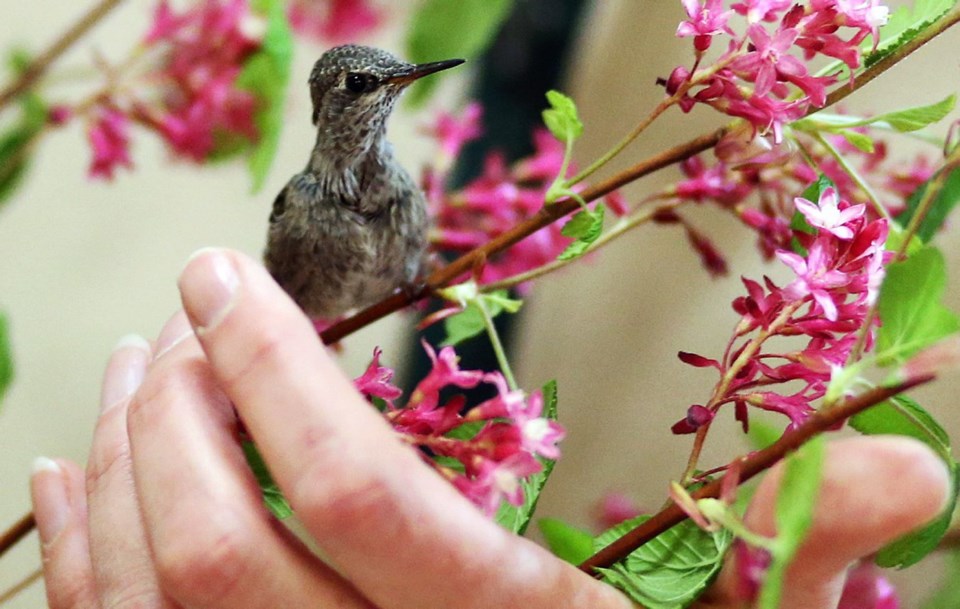 A3-hummingbird.jpg