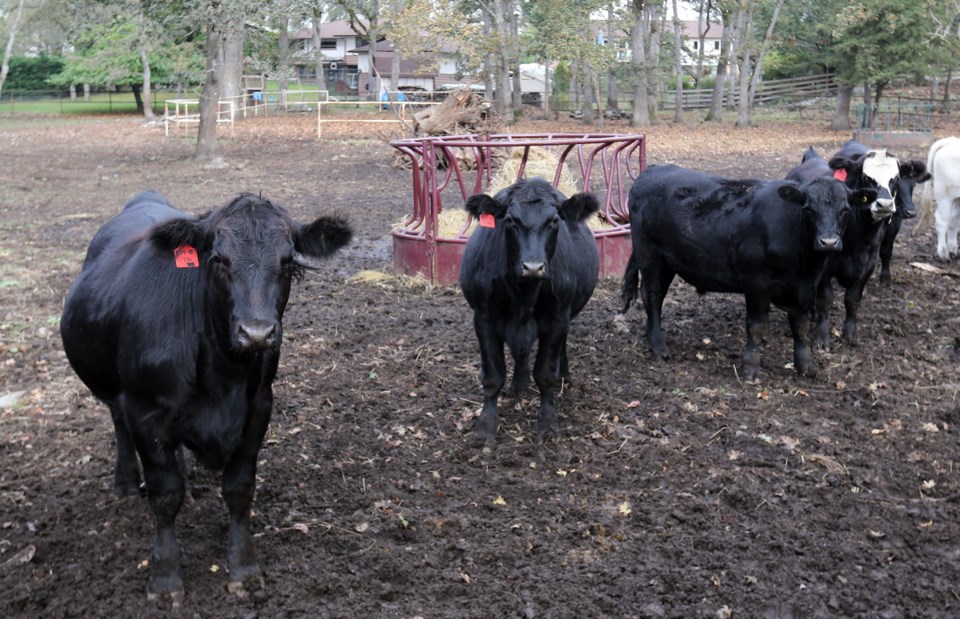 VKA cattle 0304.jpg