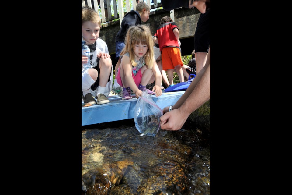 Kids helped release thousands of coho smolts into Stoney Creek.