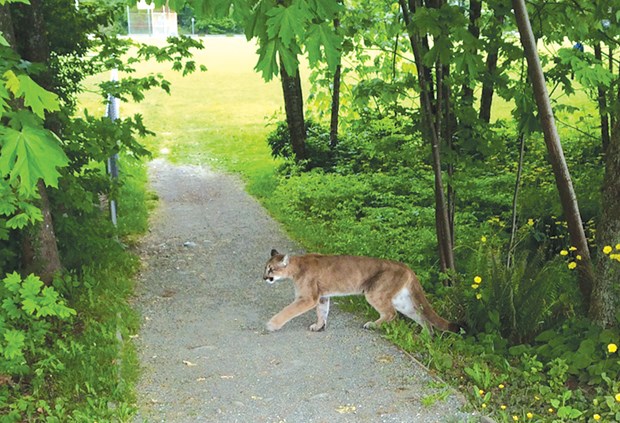 Cougar