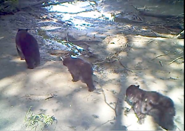 bears