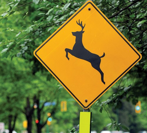 Deer crossing