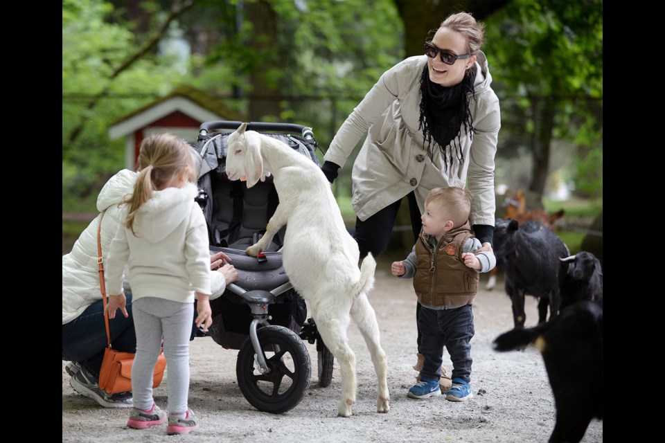 05-16-15
Isabelle Baril reacts as a goat sits in her stroller
The Queen's park petting farm opens for the season.
Photo: Jennifer Gauthier