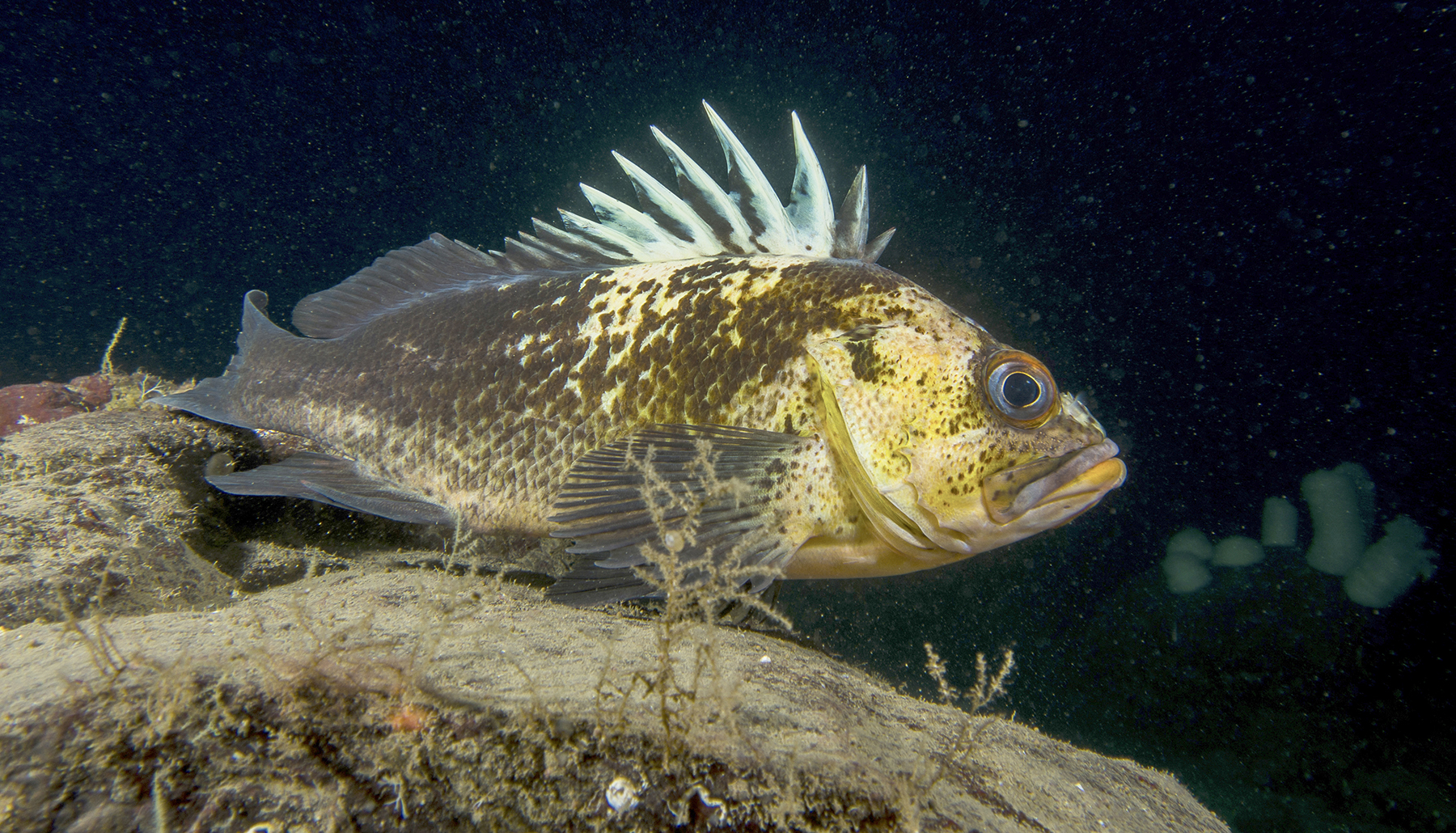 The Quillback Rockfish: This spiky creature could end up on your