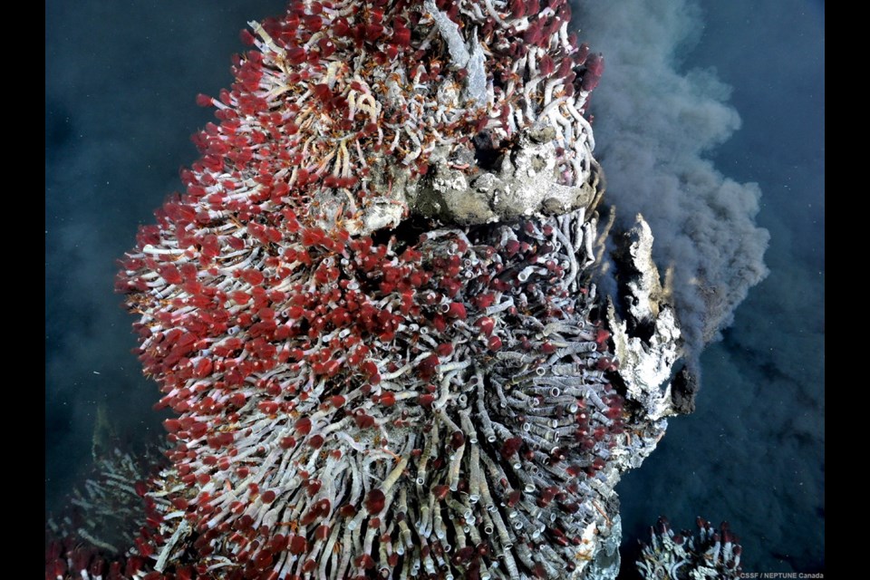 The pinnacle of a vent chimney — 2,130 metres below the ocean surface — is inhabited by a city of tubeworms.