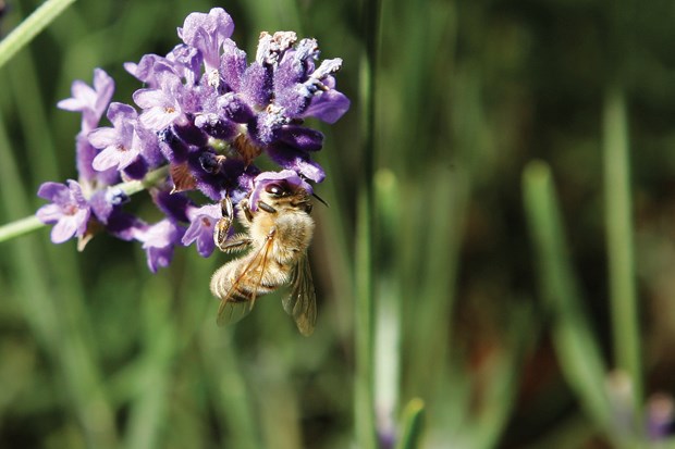 Bee day