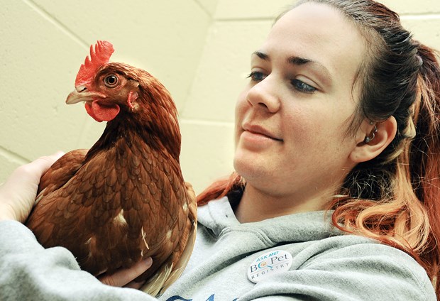 WV chicken