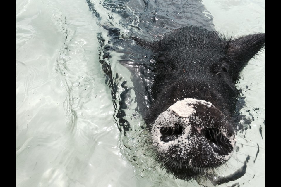 The island of Exuma is famous for its swimming pigs. Photo: Laurence Malley
