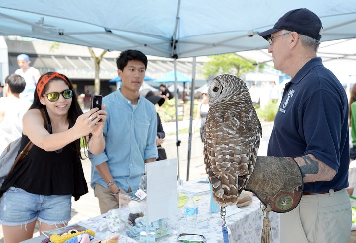 Pretty bird: A barred owl was a hit at the Orphaned Wildlife Rehabilitation Society’s booth at ecoFEST New West.