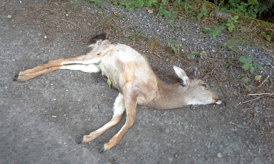 DEER