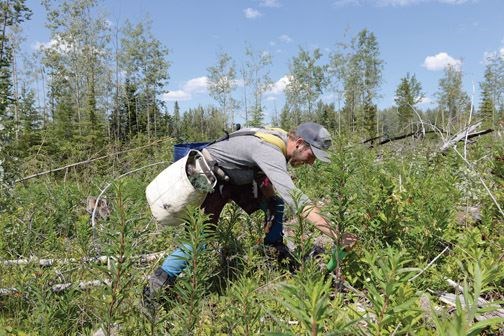 UNBC-seedlings.20.jpg