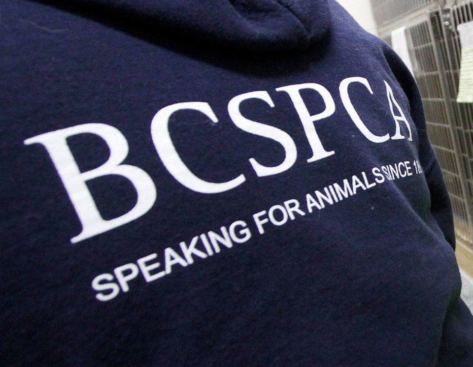 B.C. SPCA photo