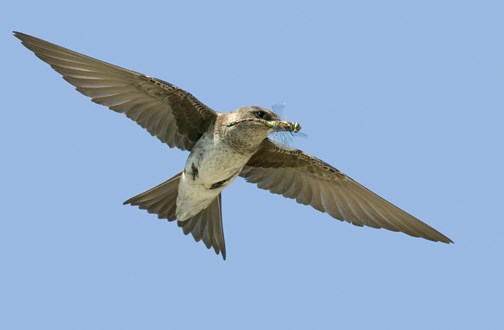 purple martin