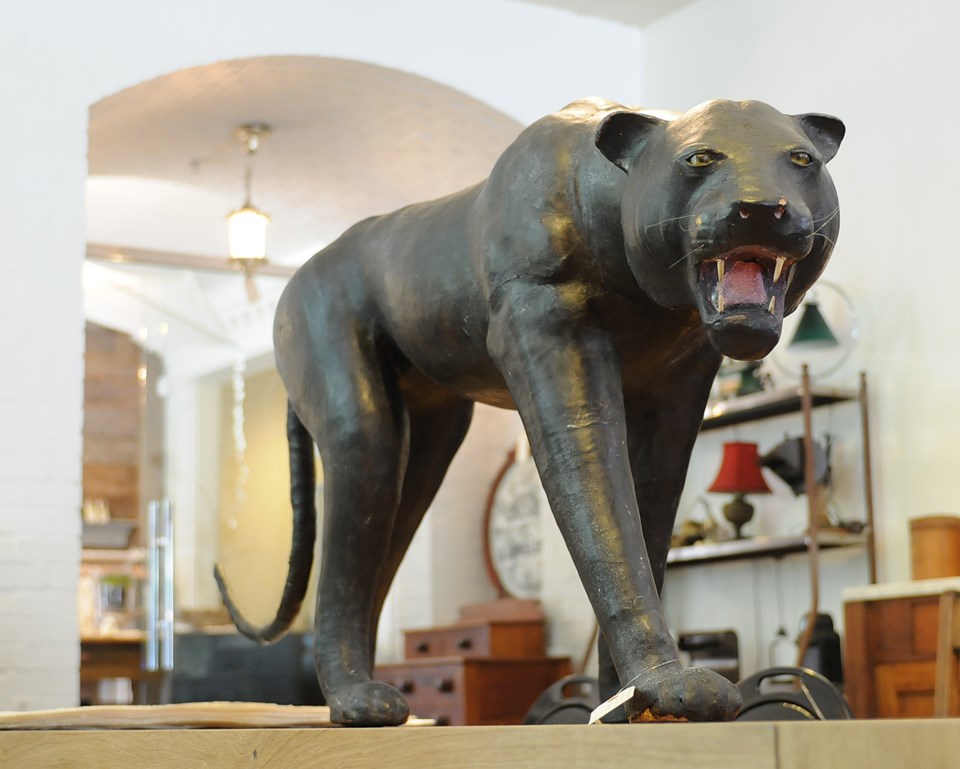 panther