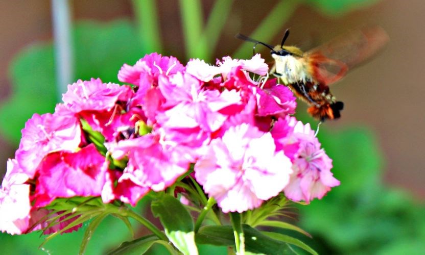 Hummingbird-Moth.jpg