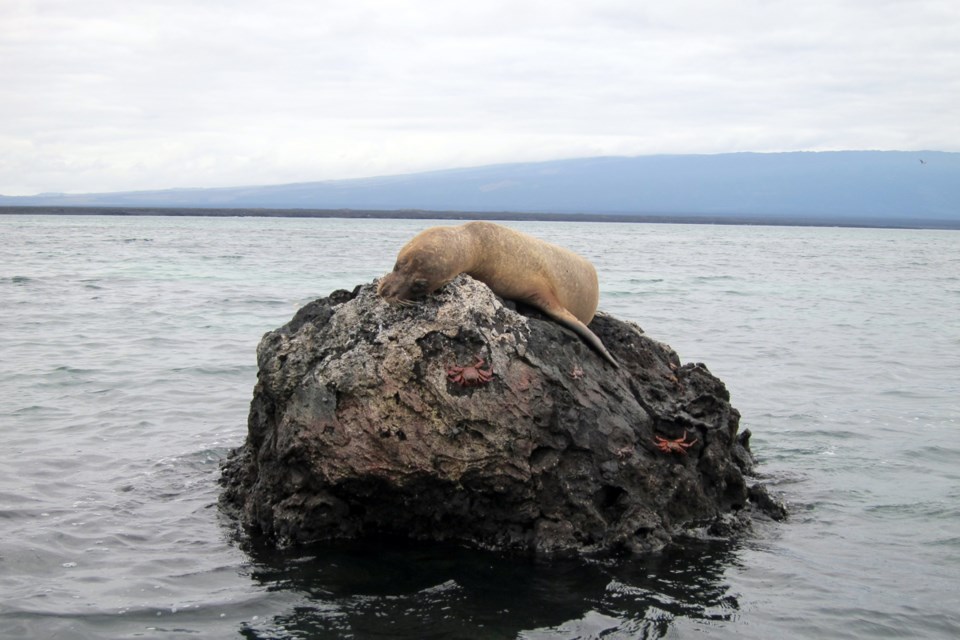 sea lion