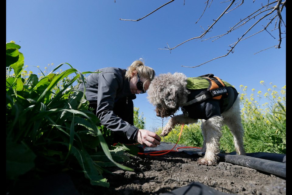 Trainer Alana McGee works with her dog, Lolo, as they search for truffles at the Robert Sinskey Vineyards Truffle Orchard in Napa, California. Some California wine growers are planting truffles as the demand for the underground fungus grows.