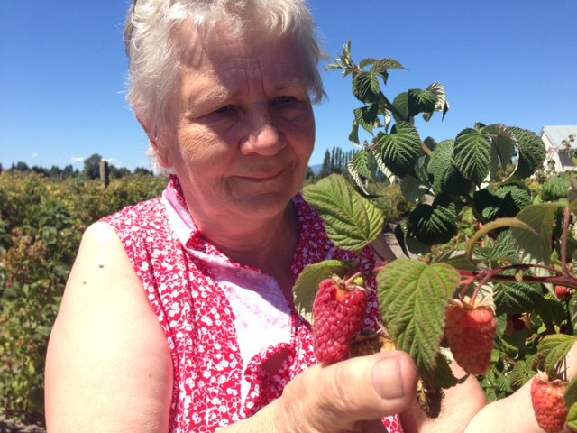 Berry Baerg has been growing raspberries at her Shell Road Farm for 25 years. This year, her last, will see her crop cut in half to around 3,500 pounds due to the intense heatwave.