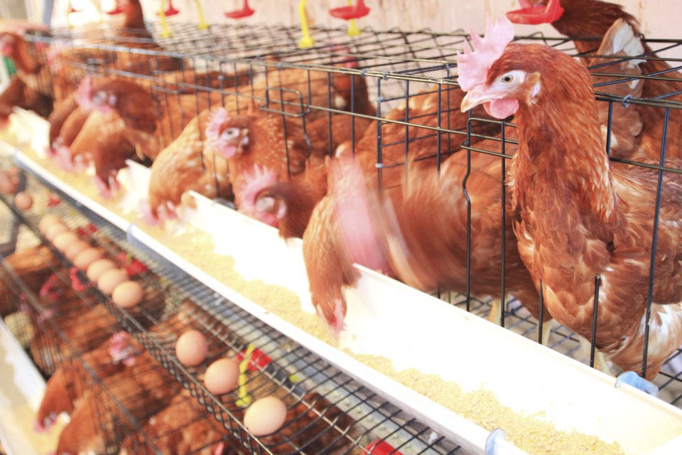 chickens