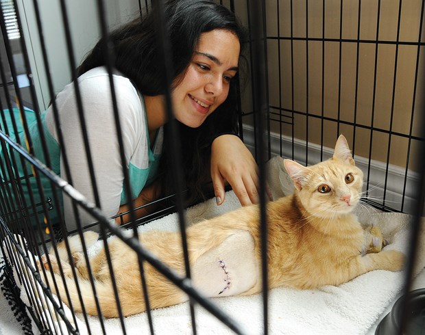 Bianca Hill, 15, visits with her cat Ozzie, who was shot by someone with a pellet gun near the 400 block of West 16th Street in North Vancouver. The family is hoping their pet will recover and be able to walk again.