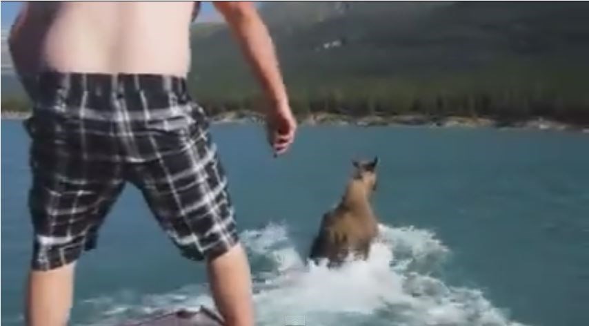 moose