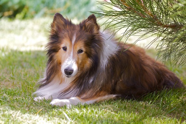 dog breeds