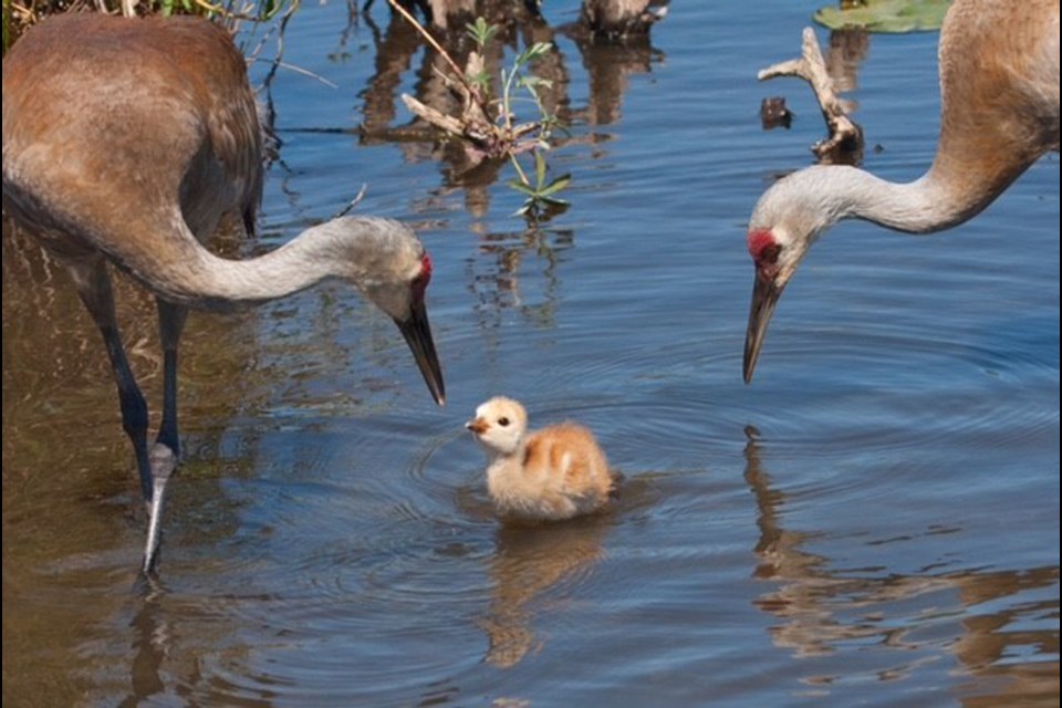 This sandhill crane chick, or 'colt' as birders would say, was spotted at Burnaby Lake recently but is now feared dead.