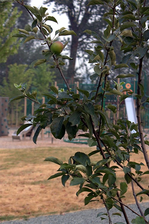 FRUIT TREES