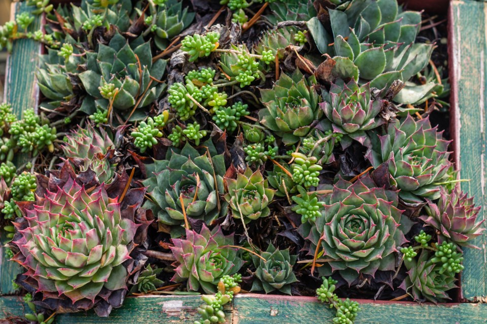 Sempervivums form a carpet so dense weeds seldom germinate.