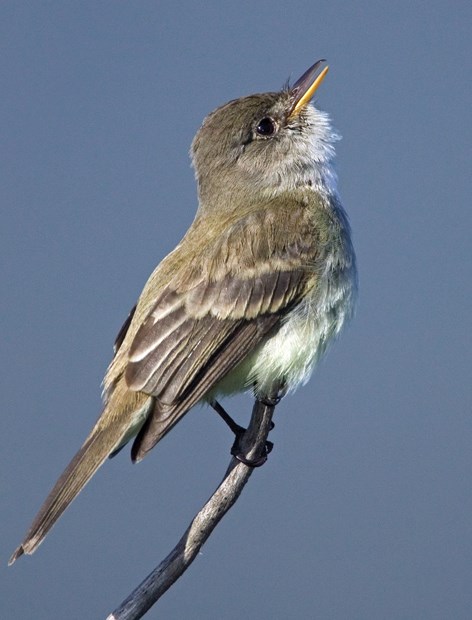 Fascinating flycatchers feast on the wing