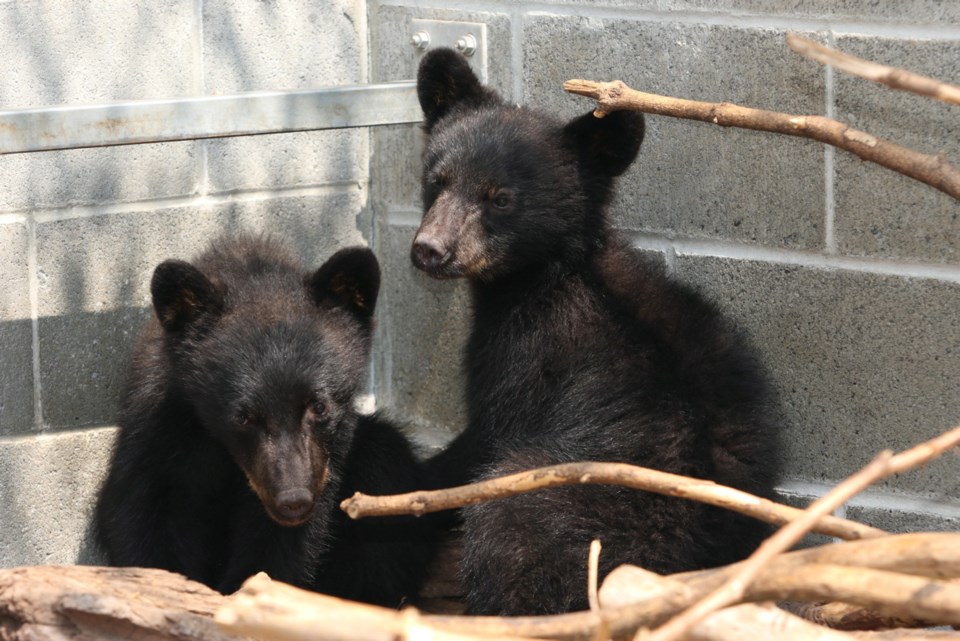 Bear Cubs Suspension_3.jpg