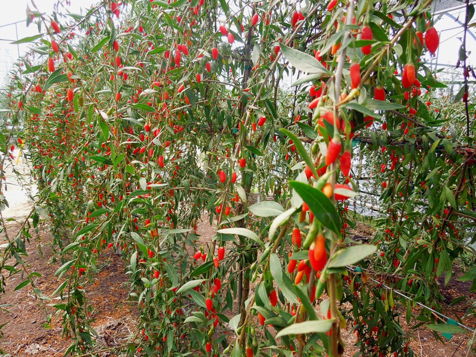 goji berry