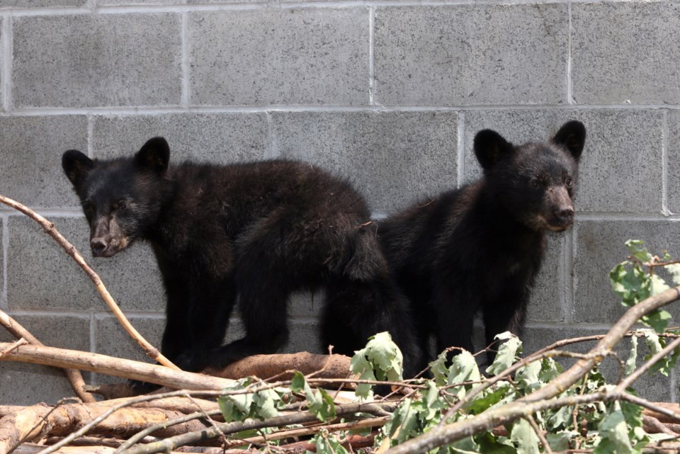 Bear Cubs Suspension 2015_3.jpg