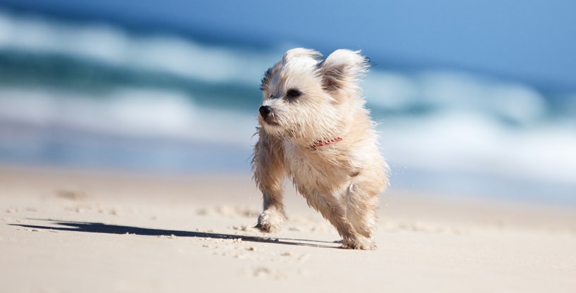 dog day trip