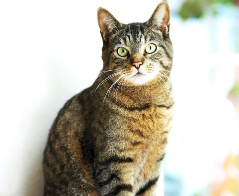 cat adoption event