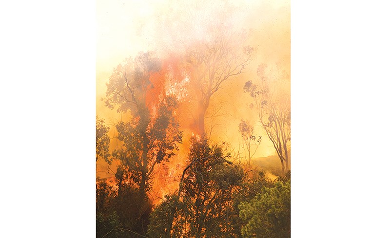 Forest fire