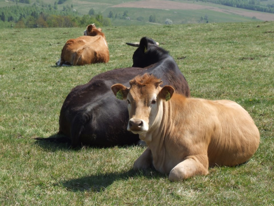 cows